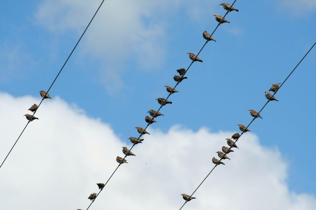 Hvordan kan fugle sidde på kraftledninger uden at få stød?